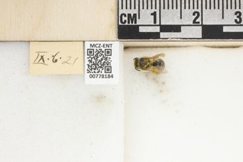 Media type: image;   Entomology 778184 Aspect: Labels